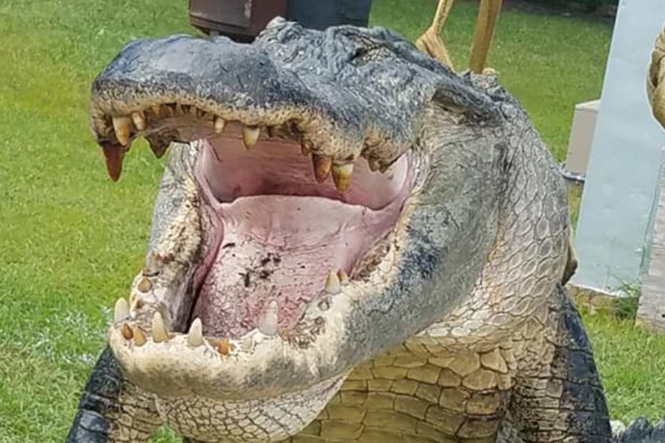Derrick Snelson (39) schätzt das Alter des Alligator auf 80 oder 90 Jahre.