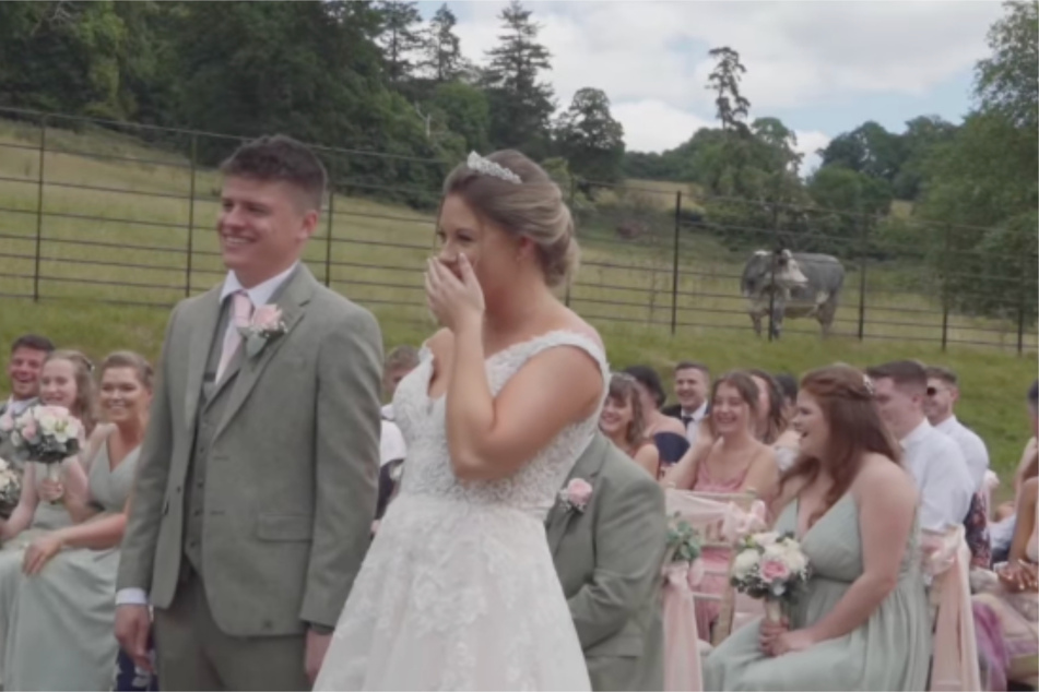 The bride bursts out laughing after the cow's second moo!