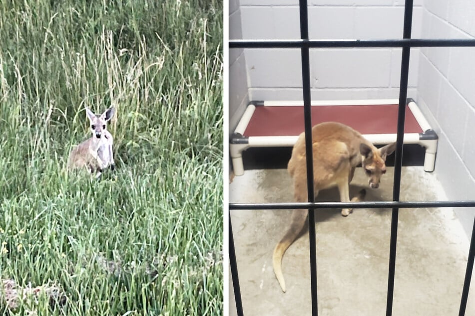 Gerade hatte es die Freiheit ausgekostet, da steckte man das ausgebüxte Känguru schon in die Gefängniszelle. Doch nur zu seiner eigenen Sicherheit.