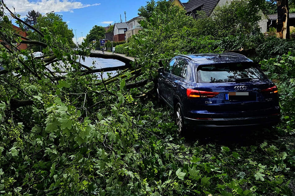 Ein Audi war in Hamburg-Jenfeld in einen umstürzenden Baum gekracht.