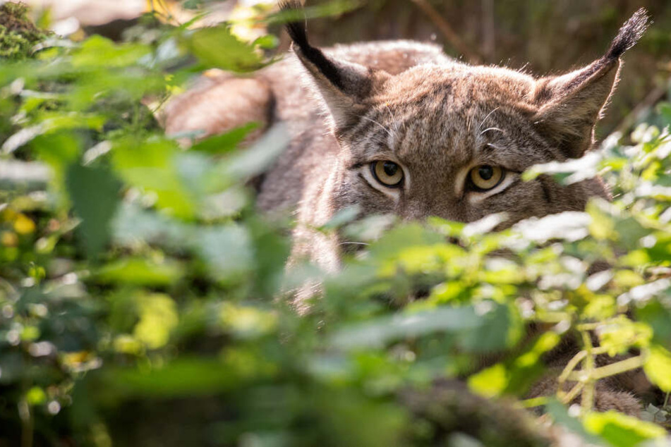 Der Luchs gilt in Bayern als gefährdet, seine Tötung wird deshalb unter Strafe gestellt. (Symbolbild)