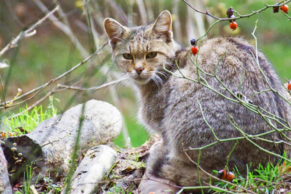 Die Europäische Wildkatze: Gerade einmal 20 Exemplare streifen geschätzt durch Sachsen.