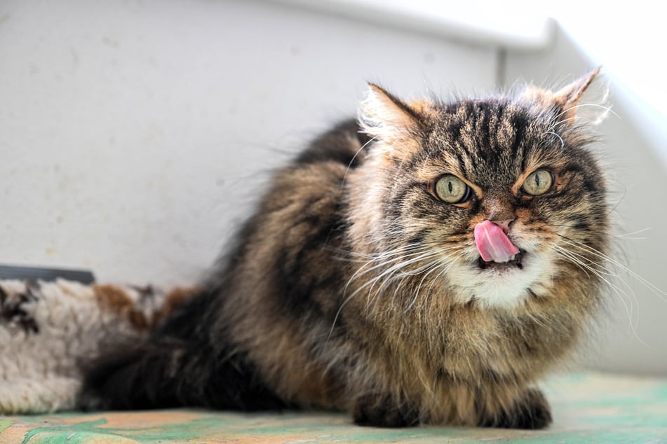 Speedy (15) ist eine von aktuell 42 Katzen.