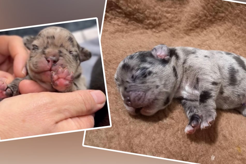Nur einer der zwei Welpen hat die schwierige Geburt überlebt, wie auf den Bildern zu sehen ist.