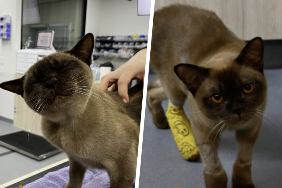 Mittlerweile geht es Kater Pablo wieder gut, doch neben seinen teils schweren inneren Verletzungen verlor er auch einige Krallen.