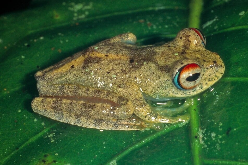 Researchers have discovered seven new species of frogs in Madagascar and say the high-pitched whistling calls they make are like sound effects from the TV show Star Trek.