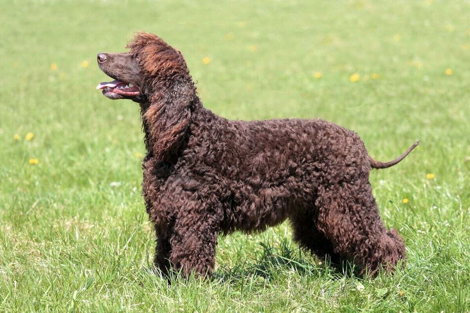 The Irish water spaniel is famous for its bird hunting abilities.