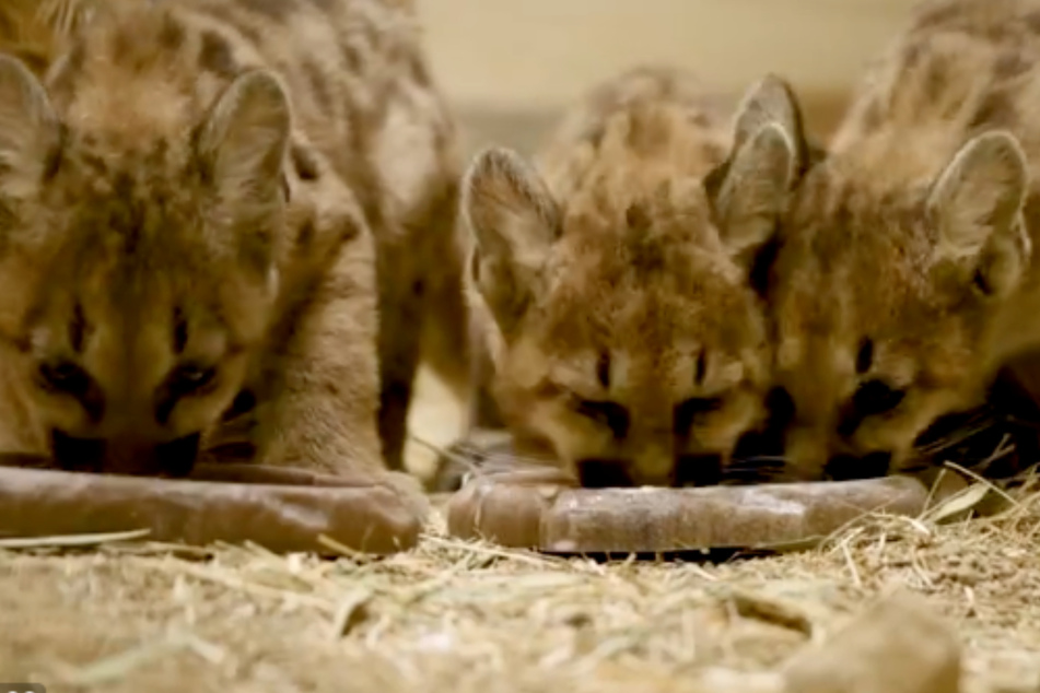 The cubs were reunited after their rescue and nursed back to health.