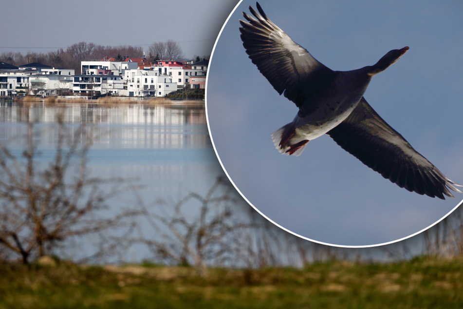 Leipzig: Tote Gans am Markkleeberger See mit Geflügelpest infiziert: Was Ihr jetzt tun solltet