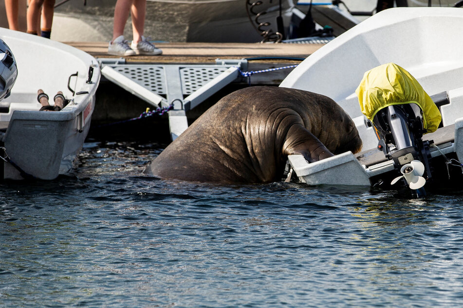 Freya, Norway's famously chill walrus, is in danger of being killed
