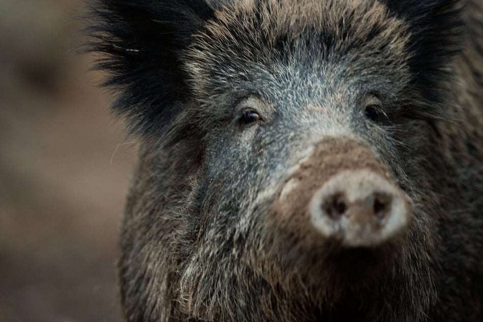 Im Inneren des Anhängers befanden sich acht Wildschwein-Kadaver. (Symbolfoto)