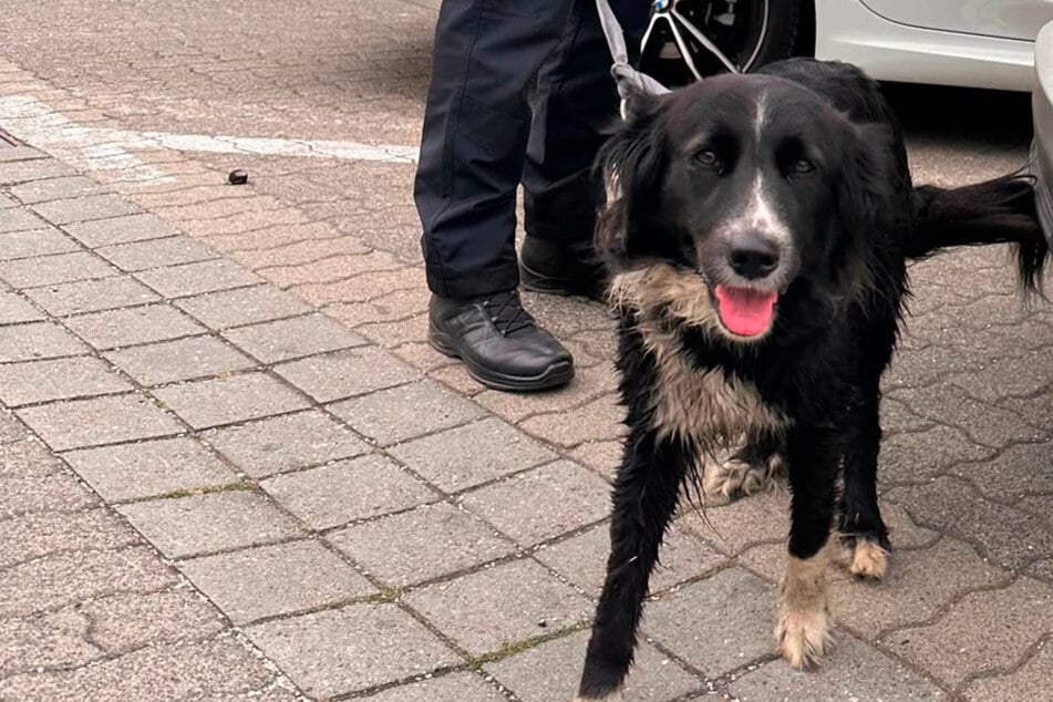 Hündin Betty auf Abwegen: Polizei beendet süßen Mini-Ausflug