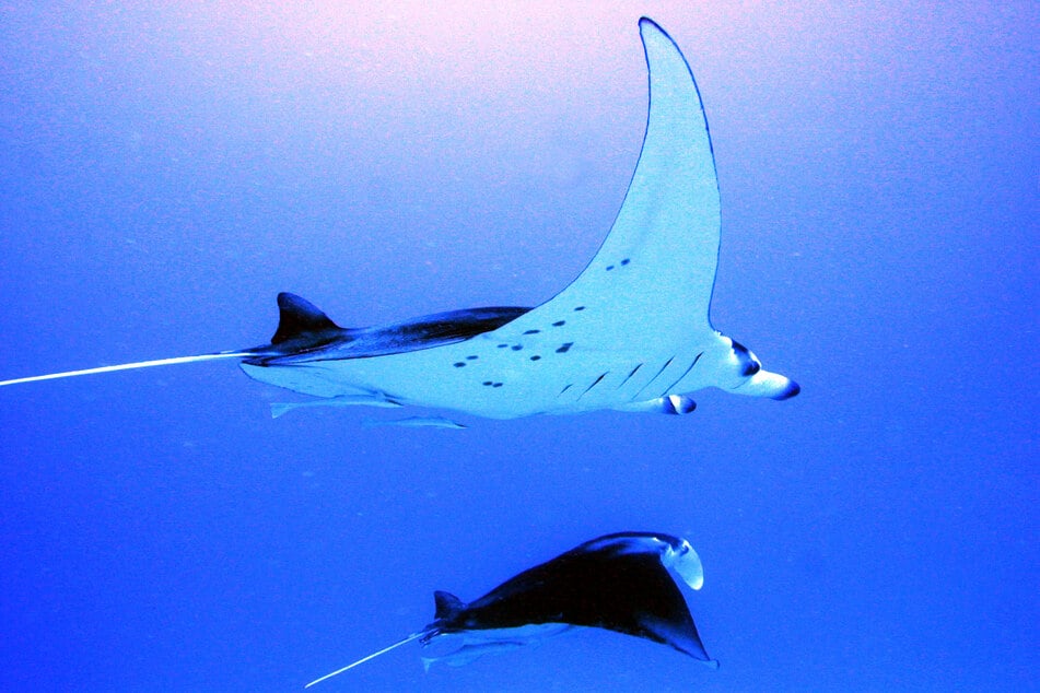 Eigentlich ist es in Florida verboten, Mantarochen zu fangen. (Symbolbild)