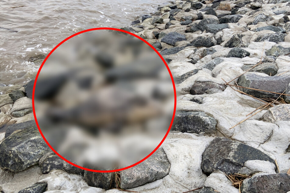Hättet Ihr es erkannt? Passanten entdecken hilfloses Tier am Ufer