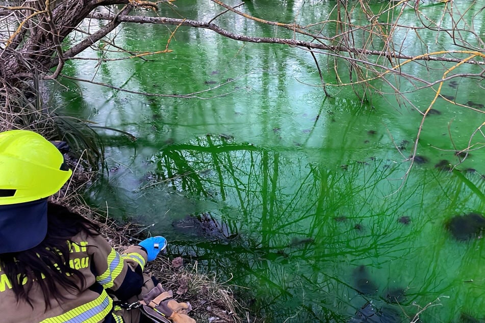 Eine unbekannte Substanz hat den Mühlbach in Wörrstadt knallgrün gefärbt.