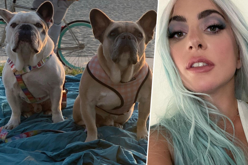 Riesen-Schock: Lady Gagas (34) Hundesitter wurde überfallen!
