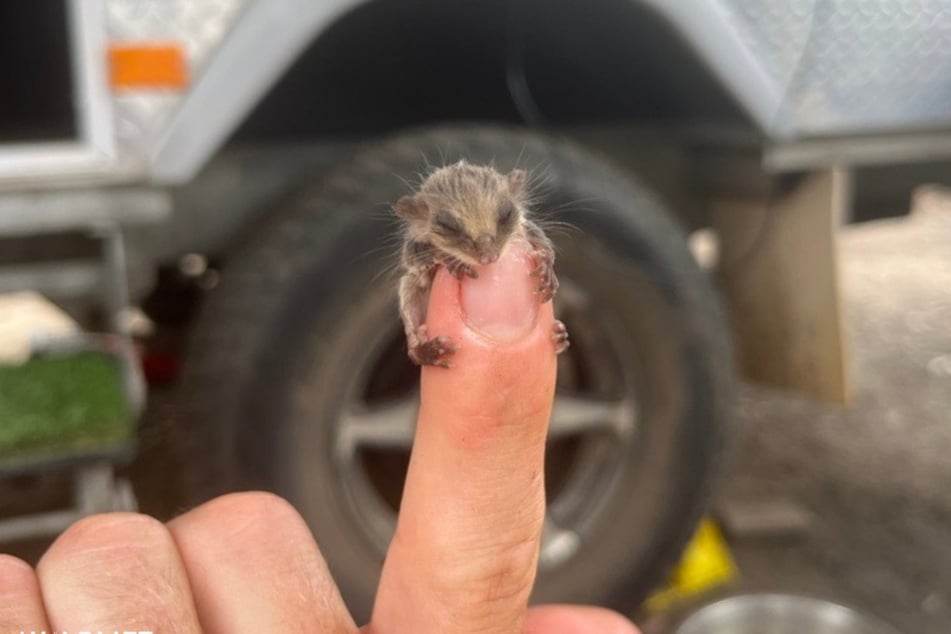 Dieses winzige Tier hatten Camper in Australien entdeckt.