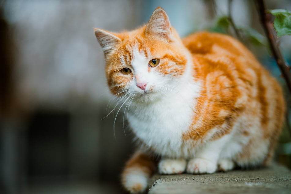 Die Katze starb eines grausamen Todes. (Symbolbild)