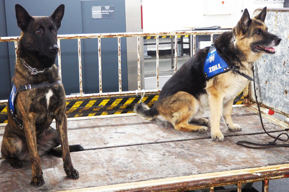 Die Zoll-Hunde "Ivan" (l.) und "Harro" hatten Ende November einen richtig guten Tag: Sie fanden am Frankfurter Flughafen mit ihren feinen Nasen mehr als 5 Kilogramm Kokain.