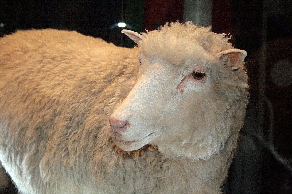 Schaf Dolly, das erste geklonte Säugetier, ist im National Museum of Scotland ausgestellt.