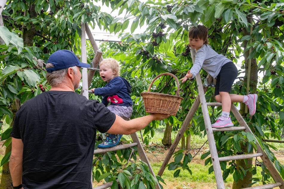 Thomas Junghännel fährt mit seinen Töchtern Annika (2) und Fabienne (5) seit drei Jahren zur Selbstpflück-Obstplantage von Steffen Geisler und möchte diese Familienausflüge nicht missen.