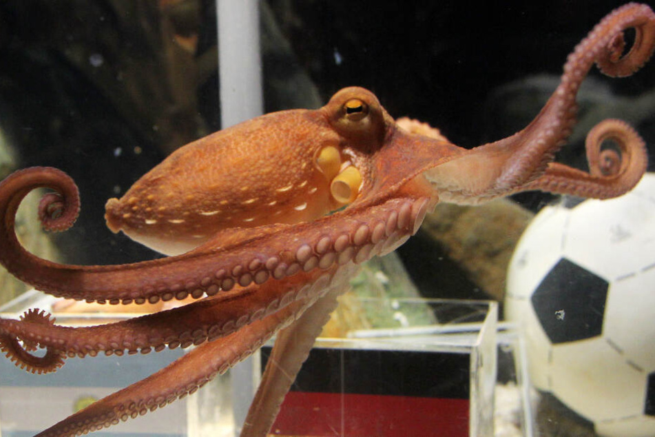 Bei der WM 2010 sagte er die Ergebnisse voraus: Krake Paul, Fußball-Orakel des Sea Life in Oberhausen.