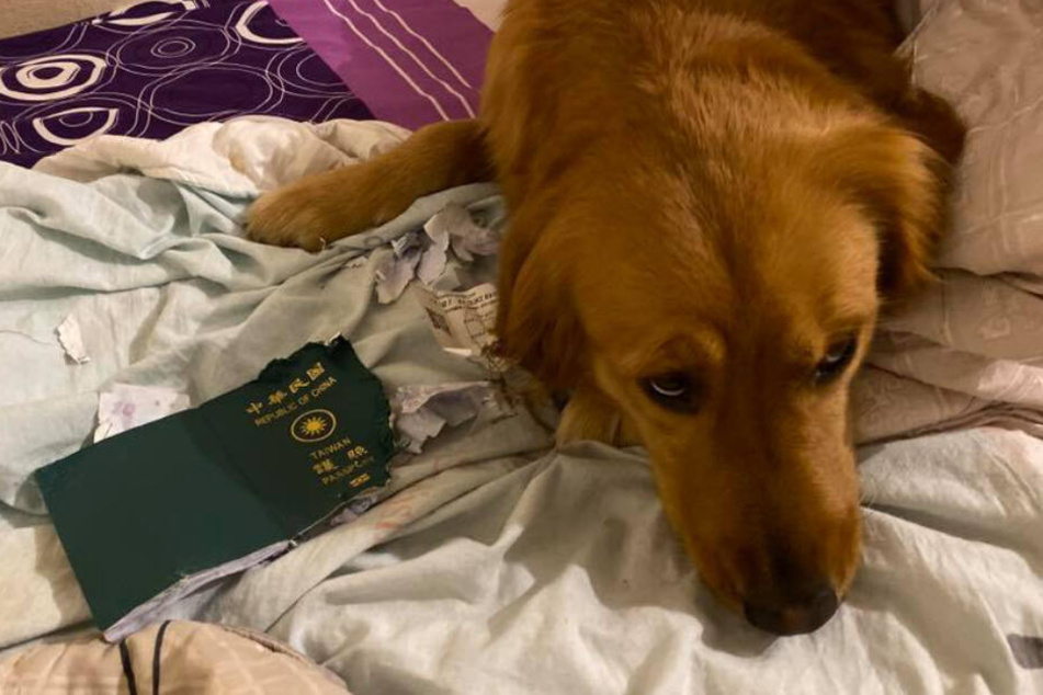 Kimi fühlte sich nach der Zerstörung des Passes offenbar schuldig.