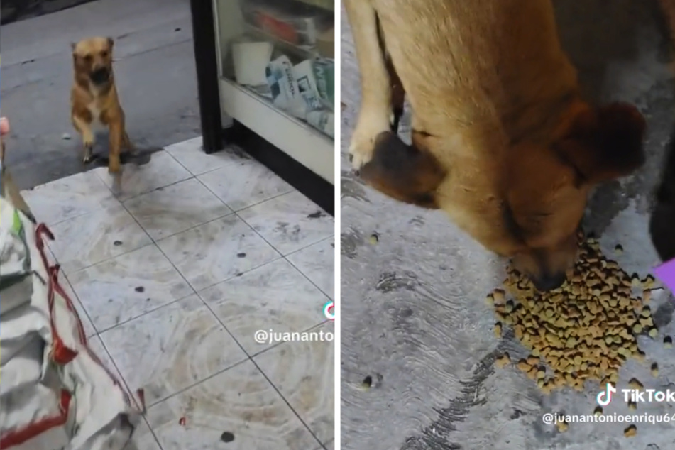 Ladenbesitzer füttert Streuner: Was der Hund dann tut, lässt Herzen schmelzen