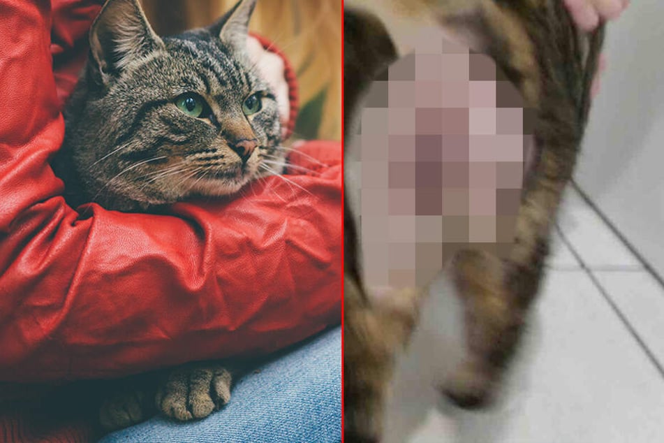 Selbst der erfahrene Tierarzt war entsetzt: Katze wurde bestialisch missbraucht