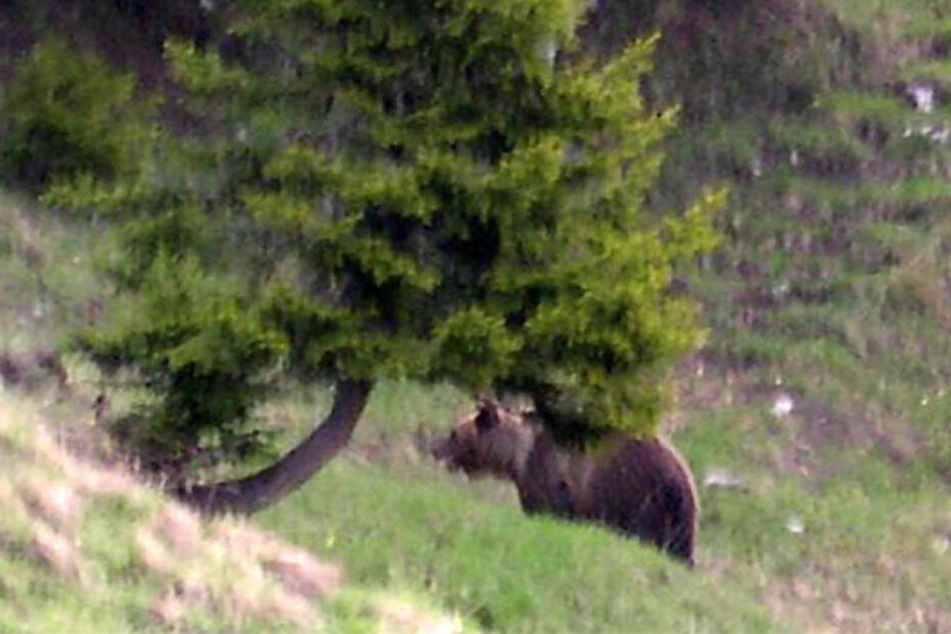 Braunbär Bruno machte 2006 das bayrisch-österreichische Grenzgebiet unsicher und wurde zum "Problembär."