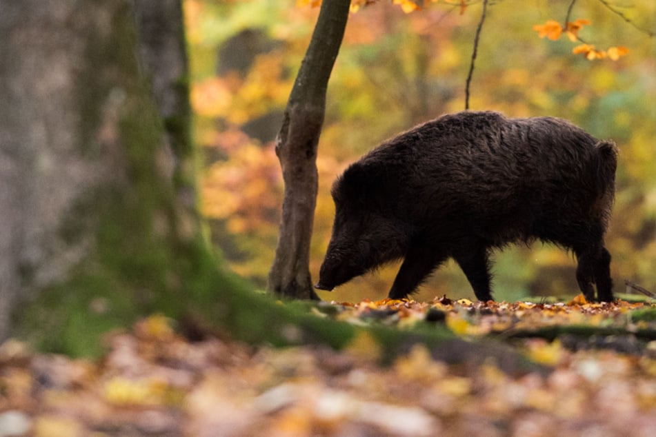 Die vielen Eicheln und Bucheckern sind ein gefundenes Fressen für Wildtiere. Wildschweine könnten sich fleißig vermehren. (Symbolbild)