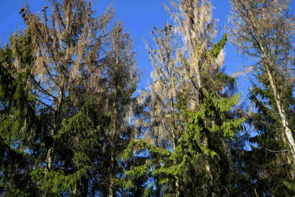 Drei größtenteils vom Borkenkäfer geschädigte Fichten stehen im Habichtswald bei Kassel.