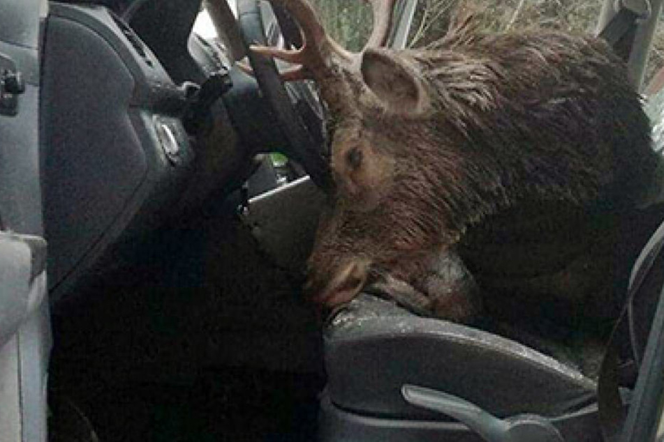 Der Hirsch landete nach dem Crash direkt auf dem Fahrersitz. Das Geweih war zum Teil in das Lenkrad eingekeilt.