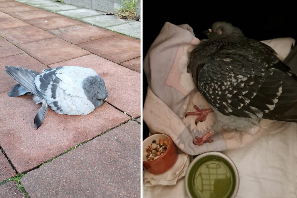 Die Zahl der Tauben-Notfälle ist im Vergleich zu 2024 im vergangenen Jahr noch einmal gestiegen. Neben der Belastung der Ehrenamtlichen steigen auch die Kosten für Pflege, Futter, Unterbringung und tierärztliche Versorgung erheblich.