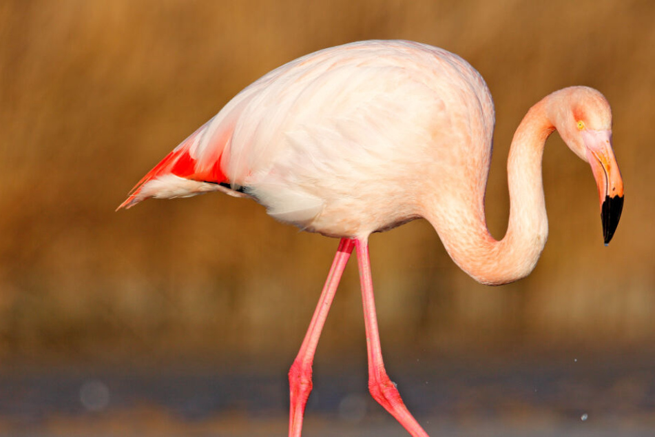 Durch ihr markantes Erscheinungsbild sind Flamingos eindeutig zu erkennen (Archivbild).