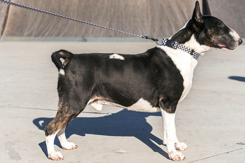 Ein Miniature Bull Terrier verletzte eine Leipzigerin am Dienstagmorgen durch mehrere Bisse. (Symbolbild)
