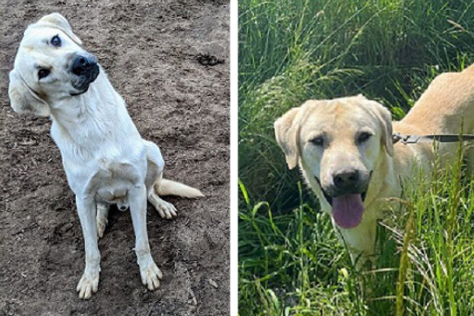 Junger Kangal-Rüde muss mit Gnadenhof vorliebnehmen: Gibt es für Kenny noch eine Chance?