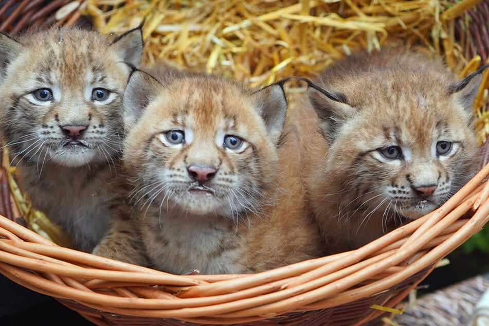 Nun ziehen bald neue Luchse in den Tierpark ein.