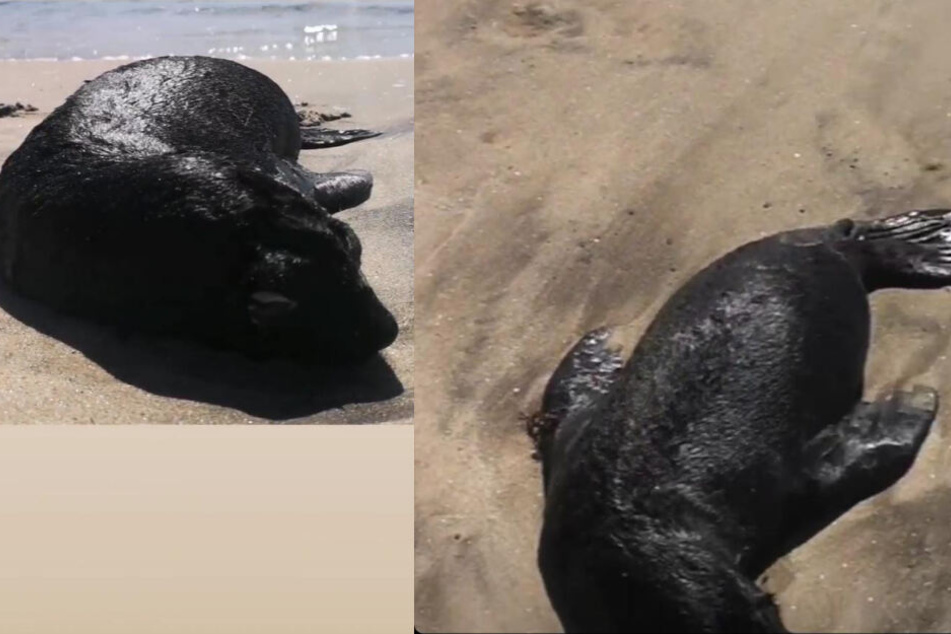 Diesen Kadaver einer Robbe fand Fabian Kahl an einem afrikanischen Strand.