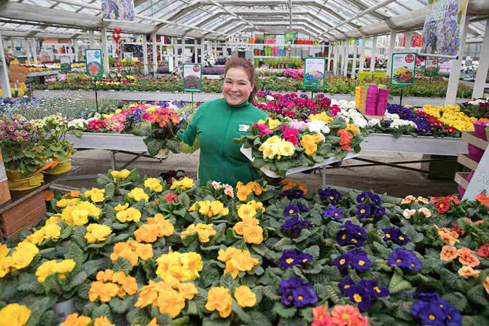 Primeln über Primeln: Kunden dürften sich derzeit im Gartencenter (Reicker Straße 43) über ein Überangebot freuen. Gartenbau-Technikerin Kassandra Sattler (28) hilft beim Aussuchen.