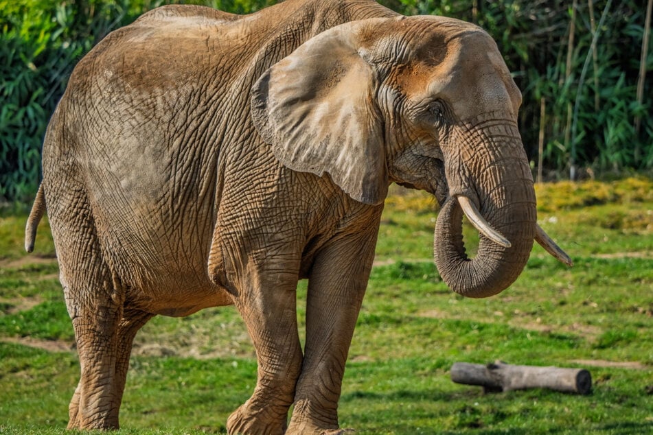 Die 55 Jahre alte Elefantenkuh "Lilak" lebt im Opel-Zoo in Kronberg im Taunus. (Archivbild)
