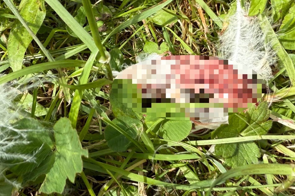 Passanten entdecken toten Schwan: Beim genauen Hinsehen offenbart sich Schreckliches