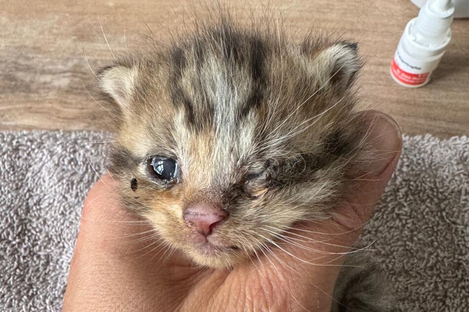 Die Erreger des Katzenschnupfens greifen auch die Augen an. Das führt meist zur Erblindung.
