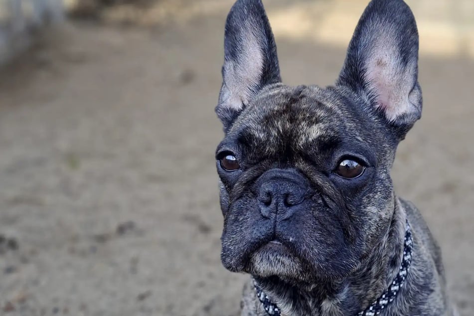 Caja hat einen Tumor überstanden: Wer schenkt der Französischen Bulldogge eine Familie?