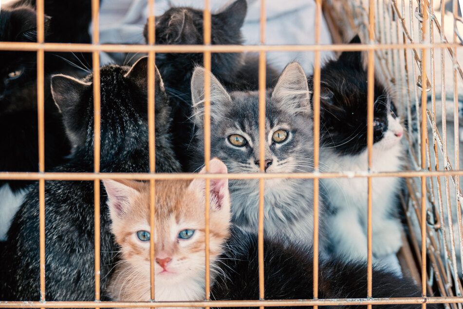 Ohne das Eingreifen der Aktivisten, die sich für Tierrechte einsetzen, wäre ein Stopp des Katzen-Transports nicht möglich gewesen. (Symbolbild)