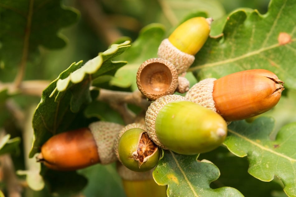 Rohe, grüne bzw. unverarbeitete Eicheln sind unverträglich.