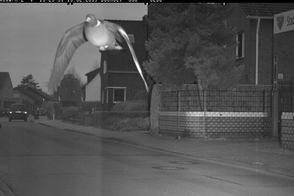 Statt der vorgeschriebenen 30 Stundenkilometer war das Tier mit 45 vor den mobilen Radarwagen der Stadt geflattert.