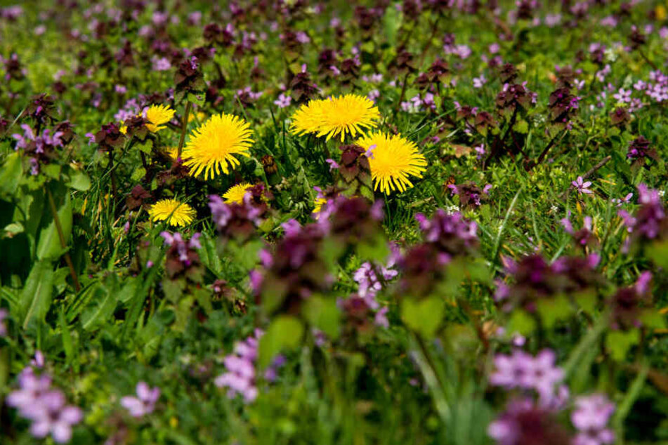 Löwenzahn und Taubnesseln blühen auf einer Wiese, die Blüten bieten vielen Insekten Nahrung.