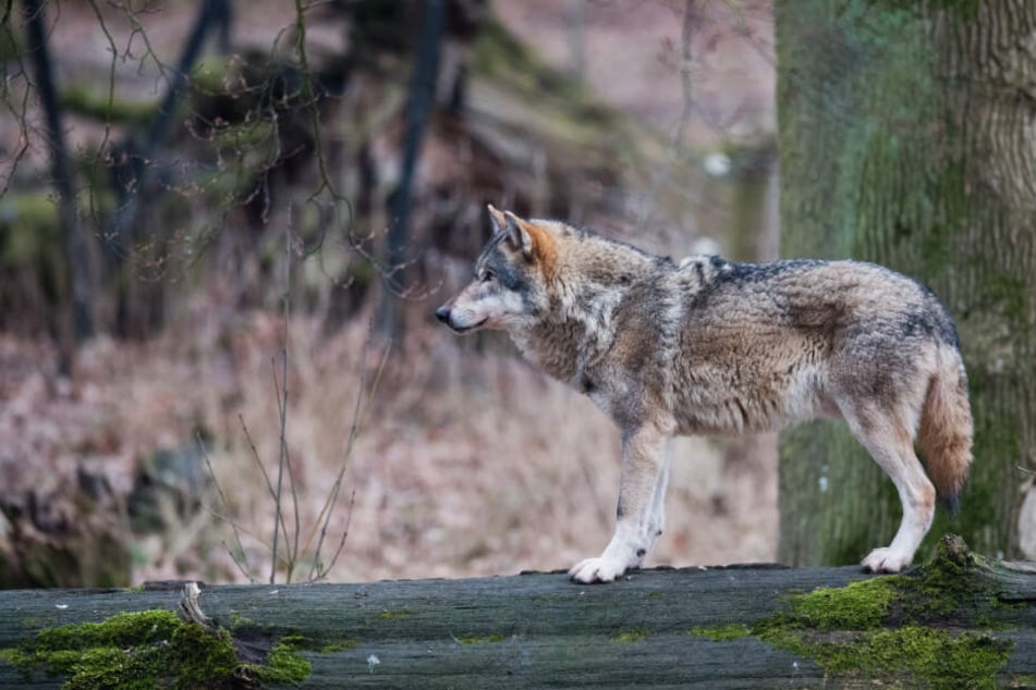 Nur 20 Kilometer vom Fundort des Tieres entfernt, wurde ein Wolf erst vor wenigen Tagen gefilmt (Symbolfoto).