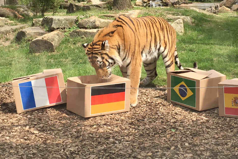 Neues WM-Orakel: Hat dieser Tiger den richtigen Riecher?